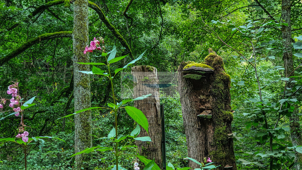 Höllental Sommer | Impressionen rund um Hochfranken - Frankenwald - Fichtelgebirge - Realisiert mit Pictrs.com