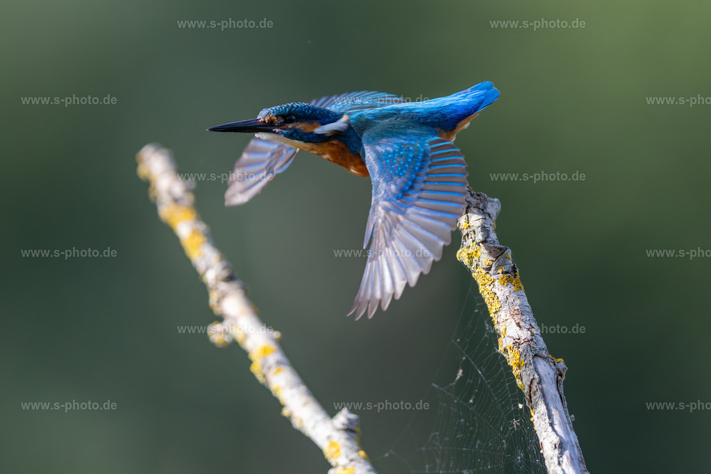 Eisvogel | ..schon wieder dieser Fotograf, weg hier! - Realisiert mit Pictrs.com