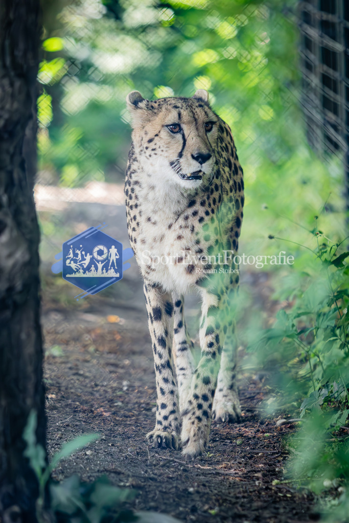 IMG_6327 | SportEventFotografie - Roman Stoiber