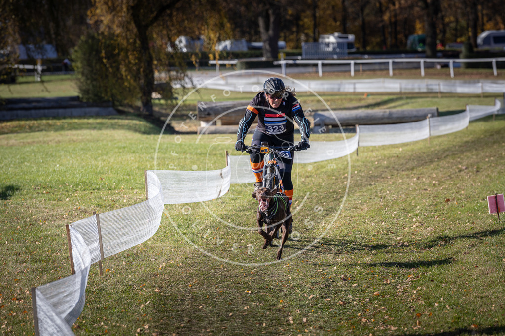 CaniXpix_DV3A6563 | Hundefotografie, Tierfotograf, Pfotenfotografie, Fotoshooting Hund, Hunde Portrait, Hundesport, Hundeportraits, Heideshooting, Hunde, Sportfotograf, Hundefotograf, Turnierhundsport, THS,  - Realisiert mit Pictrs.com