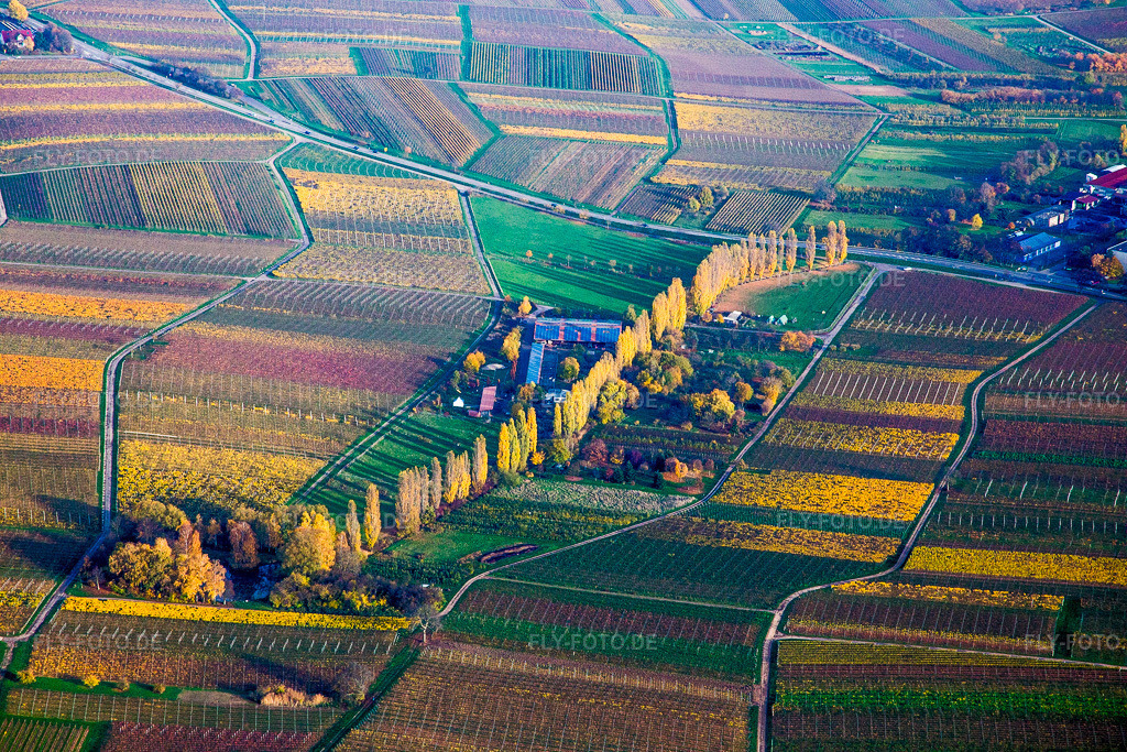 Luftbild: Herbstlich gefärbte Pappelreihe zwischen Weinbergen an der Aalmühl in der Pfalz in Ilbesheim bei Landau im Bundesland Rheinland-Pfalz in Deutschland. Foto: IMG_085169.jpg vom 08.11.2015 durch Werner Riehm/FLY-FOTO.de