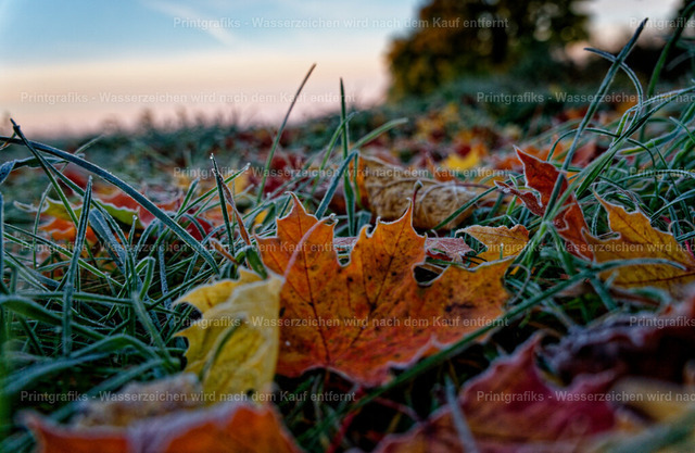 Herbstlaub im Morgenfrost | Nahaufnahme von buntem Herbstlaub im frostigen Gras. Die tiefe Perspektive, die feinen Eiskristalle und das weiche Morgenlicht erzeugen eine stille, natürliche Herbststimmung. - Realisiert mit Pictrs.com