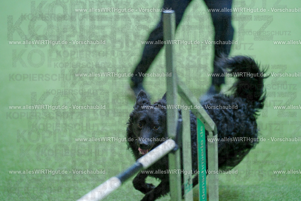 @allesWIRTHgut_Tierfotografie - www.allesWIRTHgut.de - 2604261526-7R505582 | Professionelle Tierfotografie in Mönchengladbach von Daniel Wirth (allesWIRTHgut). Liebevolle & natürliche Bilder von Hunden & Katzen für unvergessliche Erinnerungen.
