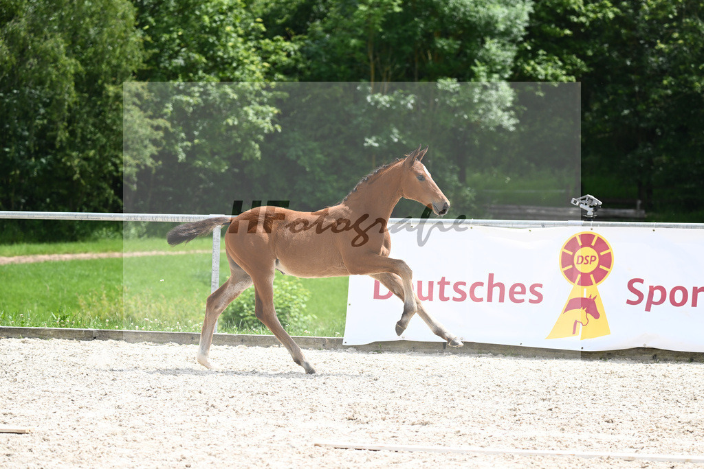 Viva Vitalis x Locksley III_SF_Ochs_20240494 | hf-fotografie - Realizzato con Pictrs.com