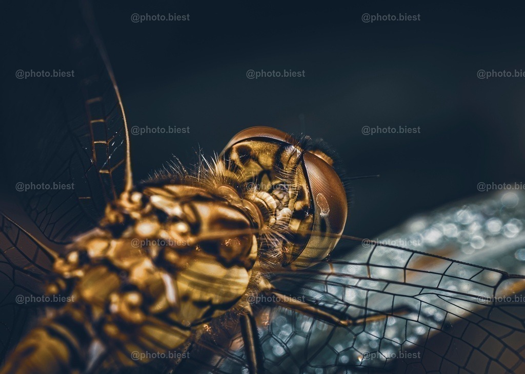 Startbereit | Eine Großlibelle in ungewohnter Perspektive fotografiert. - Realisiert mit Pictrs.com