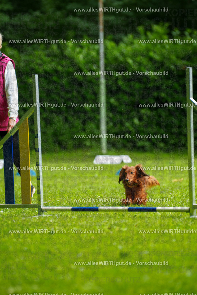 @allesWIRTHgut_Tierfotografie - www.allesWIRTHgut.de - 090730-7R506532 | Professionelle Tierfotografie in Mönchengladbach von Daniel Wirth (allesWIRTHgut). Liebevolle & natürliche Bilder von Hunden & Katzen für unvergessliche Erinnerungen.