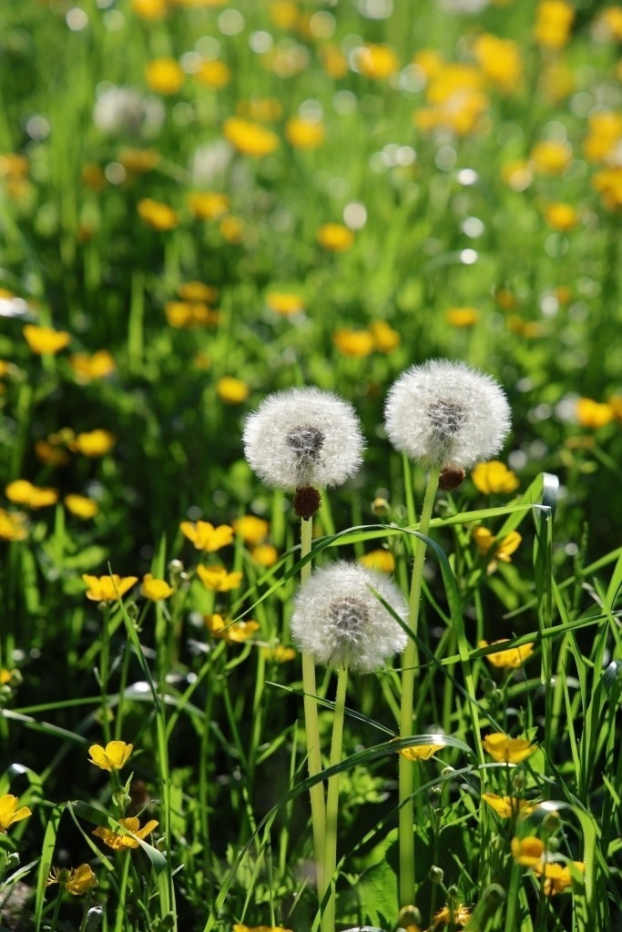 Frühlingsblumenwiese mit Löwenzahn und Butterblumen | Das Foto zeigt eine leuchtende Frühlingswiese voller blühender Löwenzahn- und goldgelber Butterblumen. Zwischen sattem, frischem Grün setzen die vielen gelben Blüten helle Farbakzente und lassen die Landschaft warm und lebendig wirken. Die Blumen verteilen sich wie ein natürlicher Teppich über die Wiese und vermitteln den Eindruck von Fülle und Wachstum.Die Szene wirkt offen und freundlich. Das Sonnenlicht fällt weich über die Blüten und bringt ihre kräftigen Farben zum Strahlen. Einzelne Halme und Blätter bewegen sich leicht im Frühlingswind, was dem Bild Dynamik und Natürlichkeit verleiht.Die Atmosphäre des Fotos wirkt heiter, frisch und idyllisch – typisch für einen sonnigen Frühlingstag in der Natur. - Realisiert mit Pictrs.com