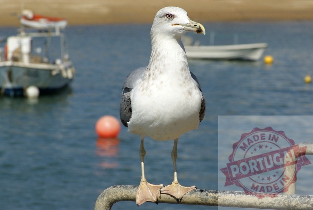 Seagull standing on a metal railing in harbor | Seagull standing on railing with boats and water in a coastal setting - Realized with Pictrs.com