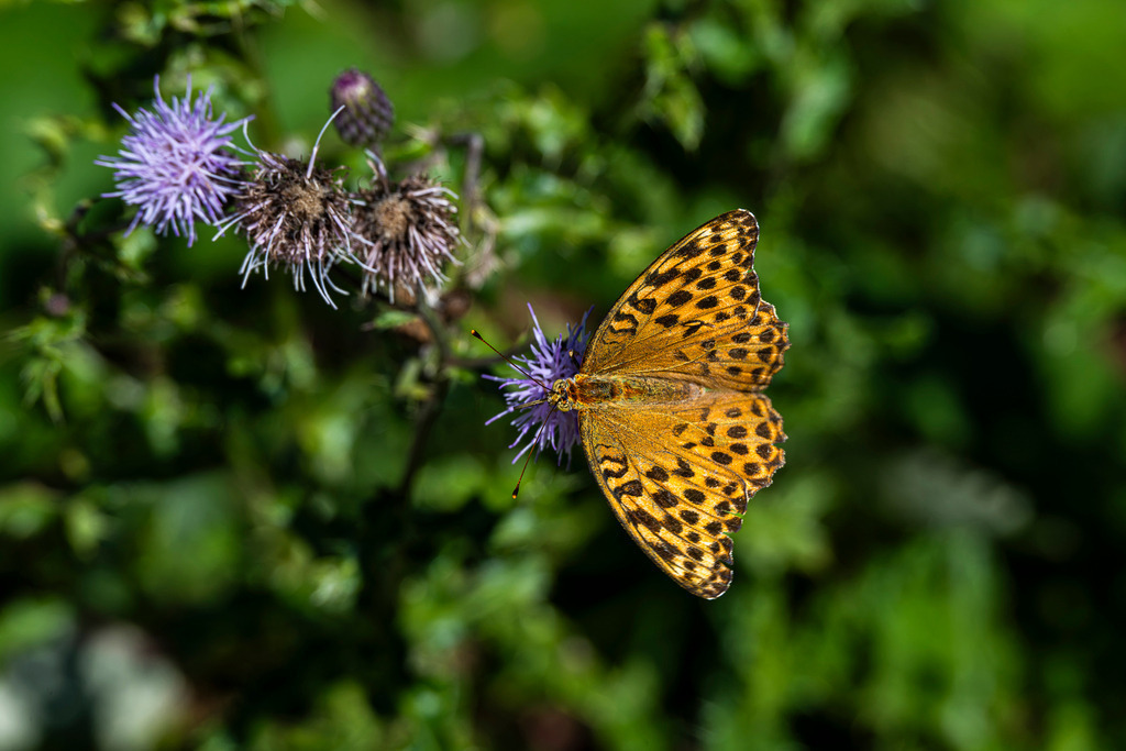 Sommerliche Eleganz: Kaisermantel auf Distelblüte | Ein faszinierender Moment der Ruhe in der oberbayerischen Natur: Ein leuchtend orangefarbener Kaisermantel hat sich mit weit geöffneten, charakteristisch schwarz gemusterten Flügeln auf einer violetten Distelblüte niedergelassen. Im sanften Sonnenlicht nimmt der stattliche Schmetterling wertvollen Nektar auf. Der Kontrast zwischen den warmen Tönen des Falterflügels und dem zarten Lila der Blütenköpfe vor tiefgrünem Hintergrund verleiht dieser Nahaufnahme eine zauberhafte Leichtigkeit und Anmut. - Realisiert mit Pictrs.com