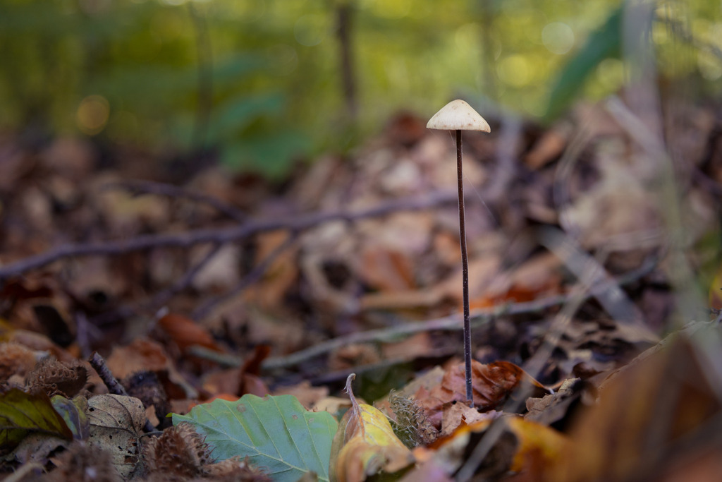 Boten des Herbstes | Aus den Wäldern rund um Wismar in Mecklenburg-Vorpommern. - Realisiert mit Pictrs.com