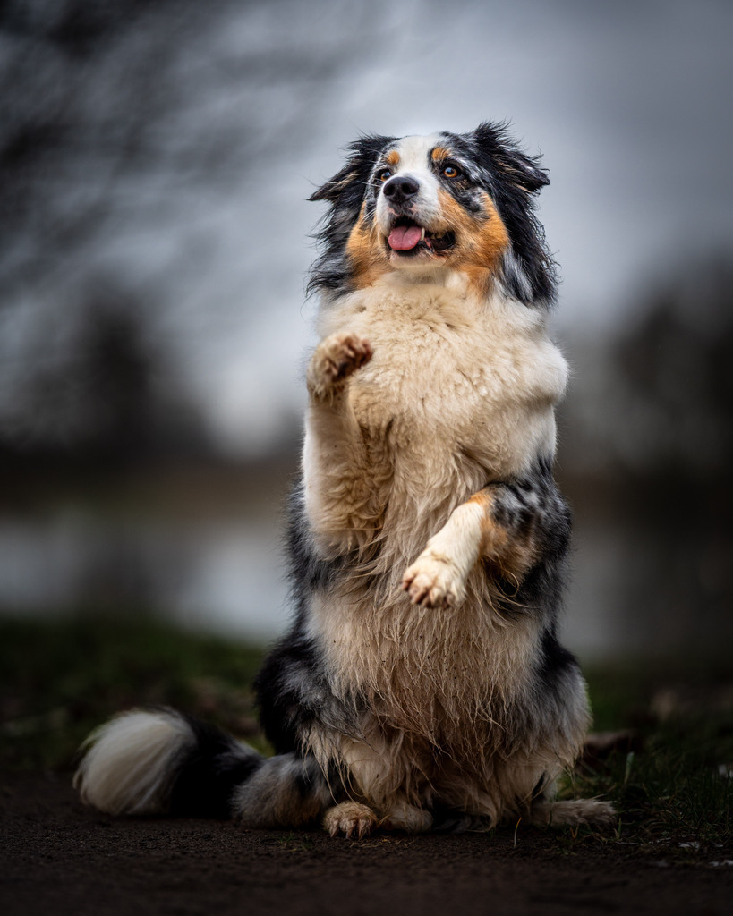 allesWIRTHgut Tierfotografie -7IV00928 | Professionelle Tierfotografie in Mönchengladbach von Daniel Wirth (allesWIRTHgut). Liebevolle & natürliche Bilder von Hunden & Katzen für unvergessliche Erinnerungen.