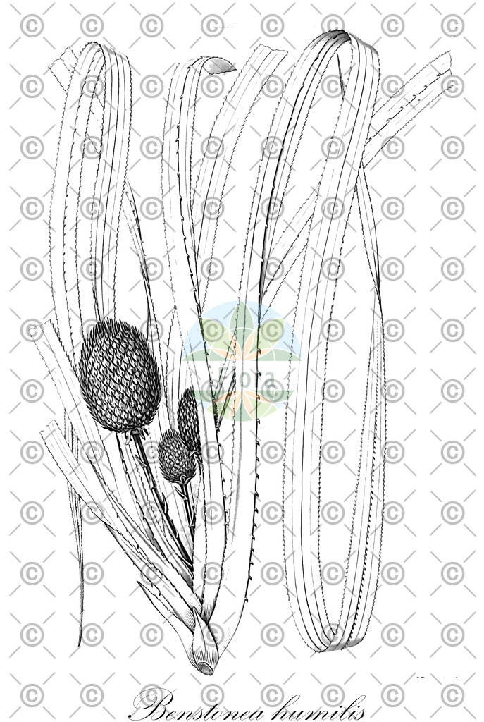 HistAbb_wfo-0000324387_1_ENZY_Simple | Historische Abbildung von Benstonea humilis - Pandanaceae | Historical Illustration of Benstonea humilis - Pandanaceae