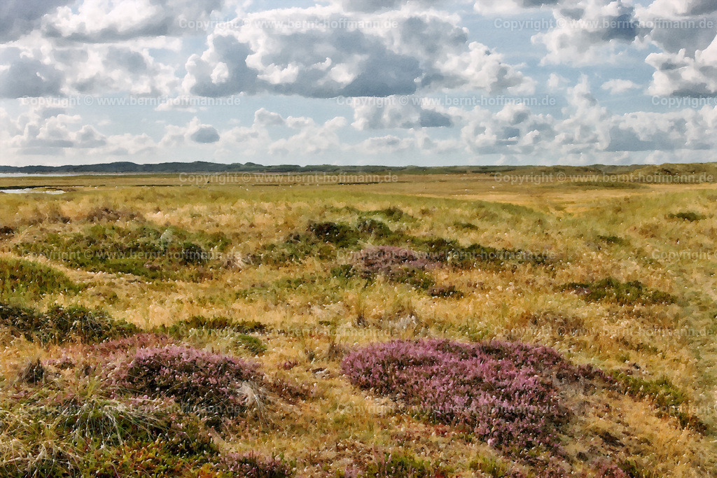 PDM2_2530_SYLT-Ellenbogen_EBV_240x160 | DIGITALKUNST. Heideblüte auf dem Ellenbogen. __ Blühende Heide im Naturschutzgebiet nördlich von List im Nordteil der Insel Sylt. Wolkenhimmel im Gegenlicht. - Realisiert mit Pictrs.com