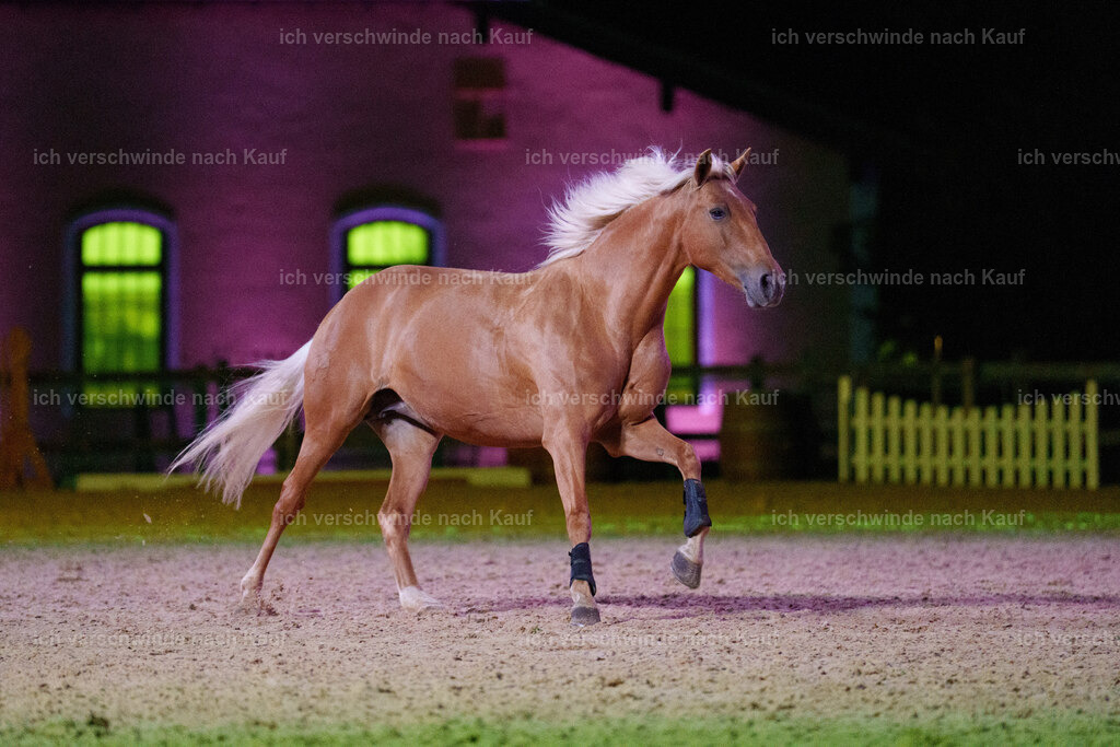 Gala-375 | working equitationturnier fotograf videograf stoibphotography marixx film working equitation deutschland reitsport turnierfotografie eventfotografie equestrian events