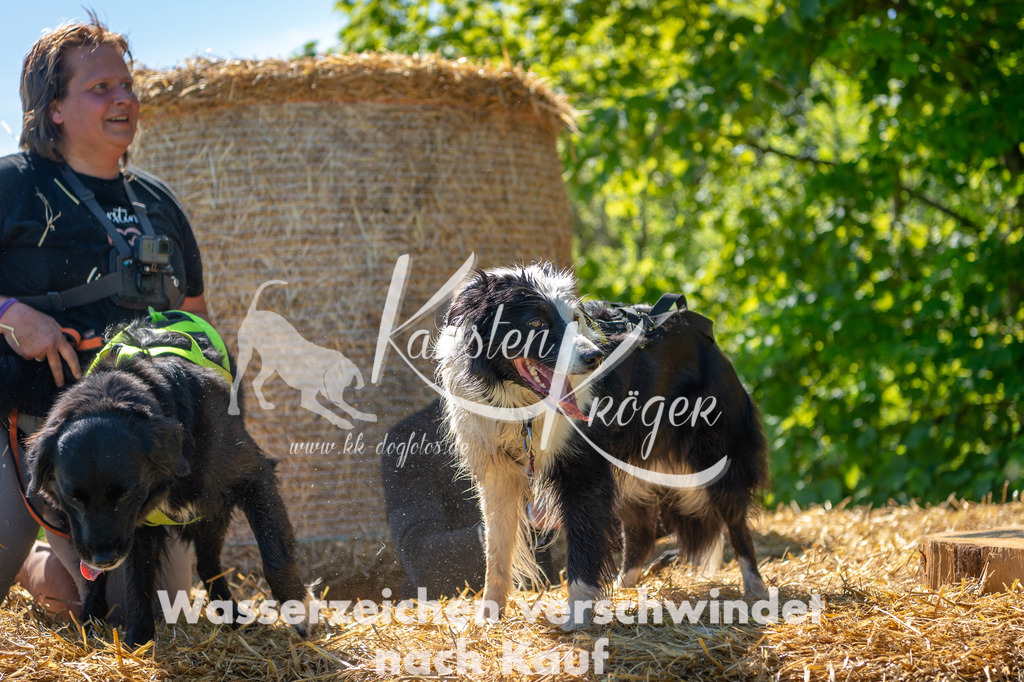 1042STR_5685 | kk-dogfotos