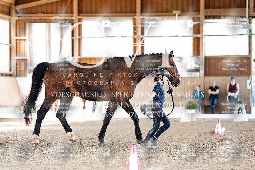 CK905766 | Turnierfotografie Pferdefotografie Trier Rheinland-Pfalz Pferdesport Reitsport Tierfotografie Sportfotografie Pferdevideo Pferdevideografie Equestrianvideography equestrianphotography  - Realisiert mit Pictrs.com