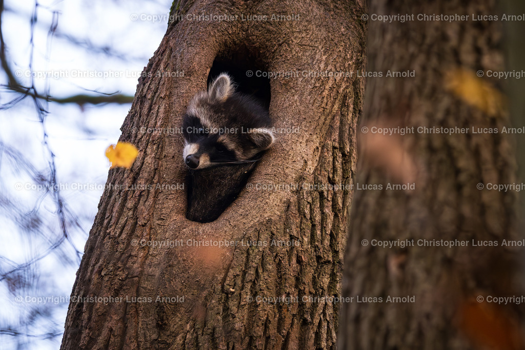 Waschbär in Baumhöhle | bildkomponist - Realisiert mit Pictrs.com