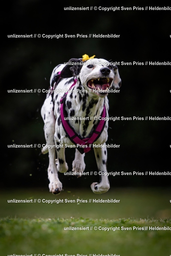 Sven Pries | 19. Allgemeines Hunderennen Karlsruhe Durlach - Realisiert mit Pictrs.com