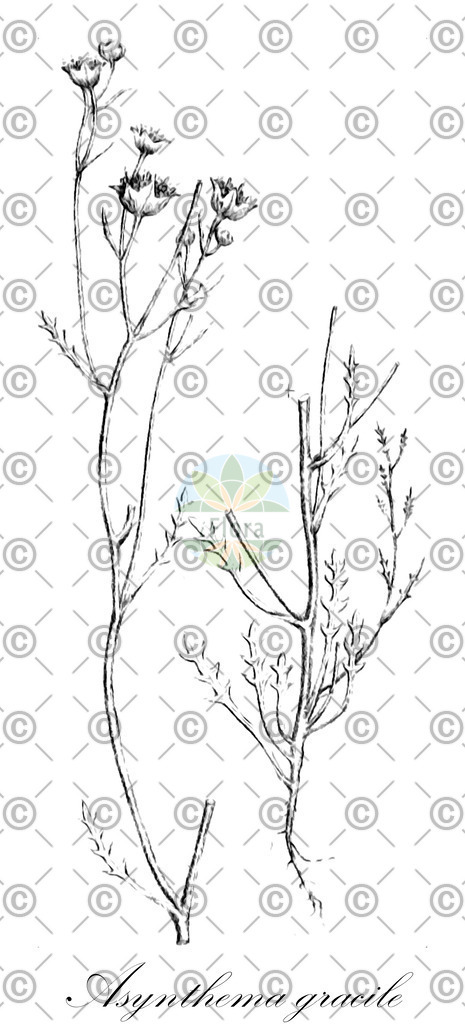 HistAbb_wfo-0000555221_1_ENZY_Simple | Historische Abbildung von Asynthema gracile - Calyceraceae | Historical Illustration of Asynthema gracile - Calyceraceae