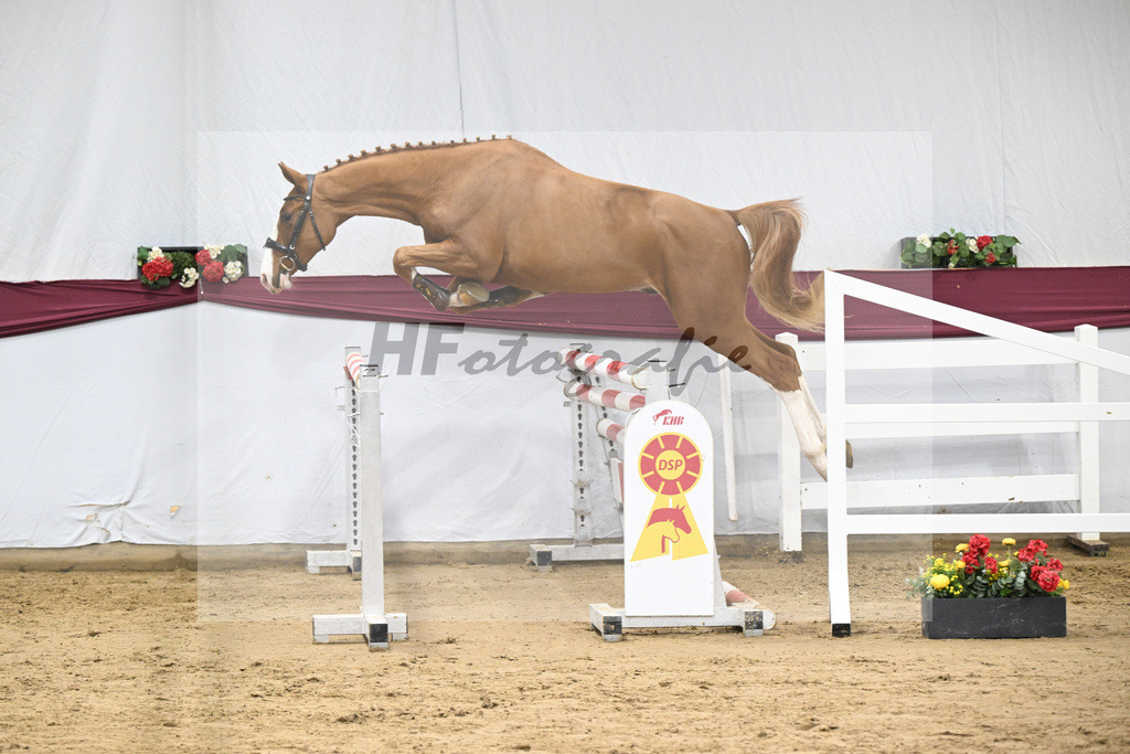 Kat-Nr. 102 Diablue PS x Balou du Rouet_Karl Schmid_47253284 | hf-fotografie - Realisiert mit Pictrs.com