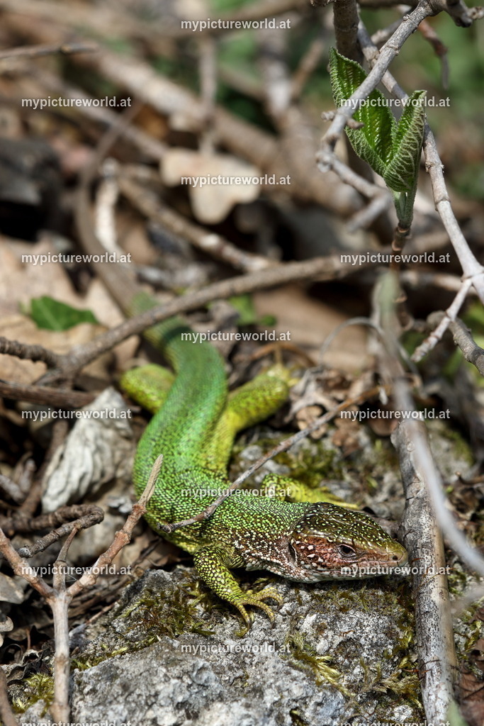 Smaragdeidechse-160 | Das Bilderarchiv über Tiere, Planzen und Landschaften. In der Bilddatenbank finden Sie ein große Auswahl an hochwertigen Bilder für Ihre Werbung - Realisiert mit Pictrs.com