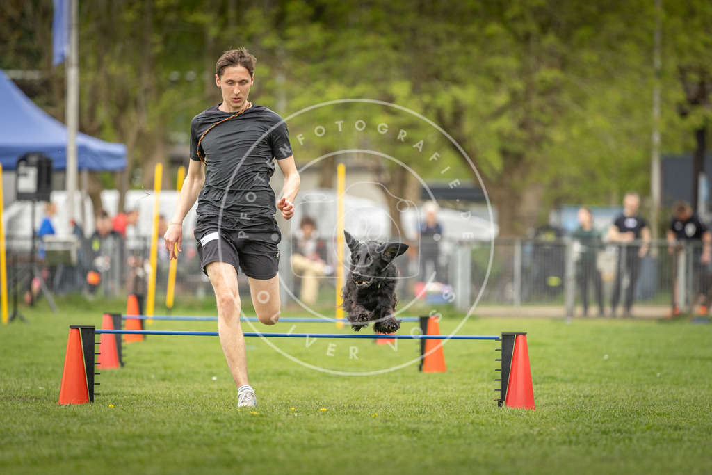 Pfotenfotografie_DV3A0649 | Hundefotografie, Tierfotograf, Pfotenfotografie, Fotoshooting Hund, Hunde Portrait, Hundesport, Hundeportraits, Heideshooting, Hunde, Sportfotograf, Hundefotograf, Turnierhundsport, THS,  - Realisiert mit Pictrs.com