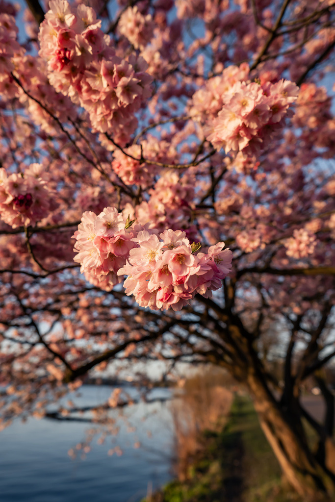 Kirschblütenbaum - Hamburg | Ein blühender Kirschbaum voller rosa Blüten – ein ruhiger Frühlingsmoment mitten in Hamburg. - Realisiert mit Pictrs.com