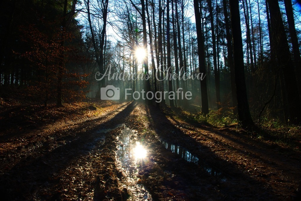 Licht und Schatten im Wald | Stimmungsvolles Licht und Schattenspiel im Wald am Dammer Bergsee! Dieses Foto als Acryldruck bestellen! - Realisiert mit Pictrs.com