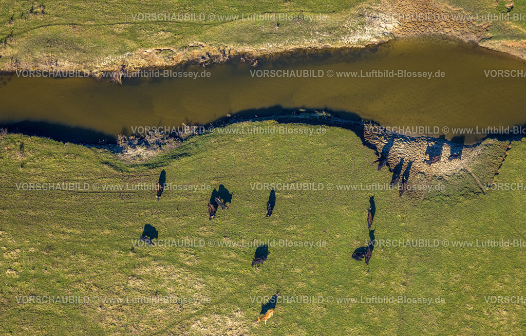 Olfen230206536 | Luftbild, Fluss Stever Nebenarm und NSG Steveraue mit grasenden Rindern, Olfen-Kirchspiel, Olfen, Münsterland, Nordrhein-Westfalen, Deutschland