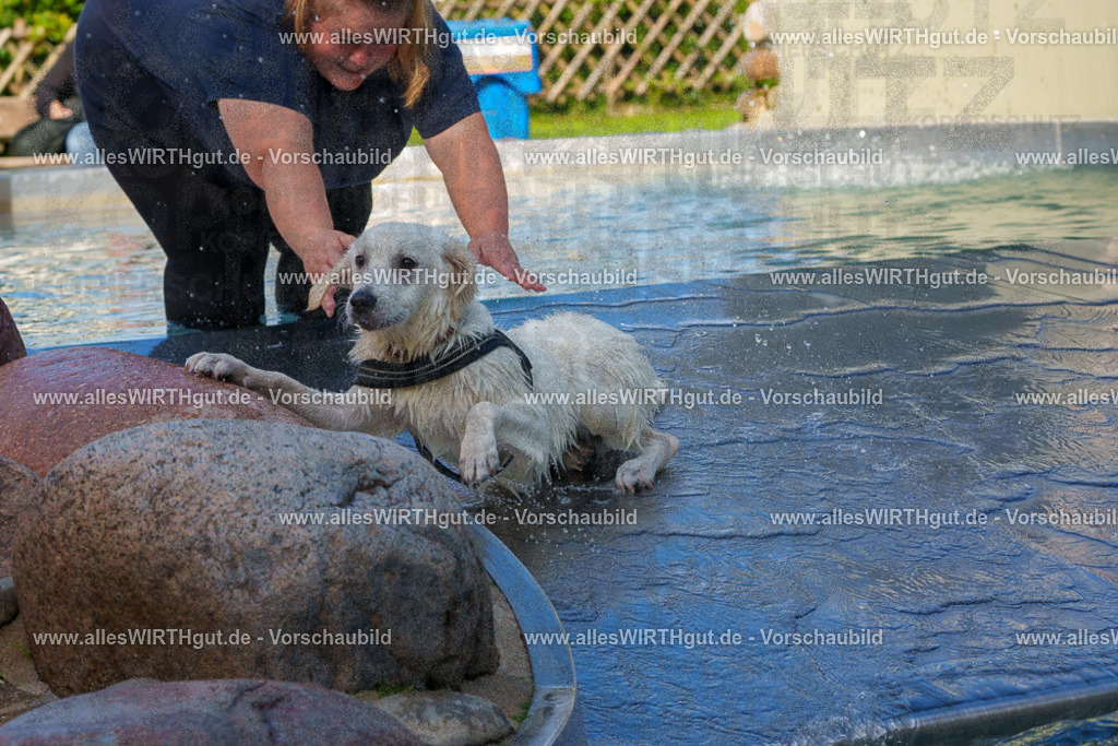 Hundeschwimmen_Grefrath_2026-allesWIRTHgut_Tierfotografie-13_13-FAY00551 | Professionelle Tierfotografie in Mönchengladbach von Daniel Wirth (allesWIRTHgut). Liebevolle & natürliche Bilder von Hunden & Katzen für unvergessliche Erinnerungen.