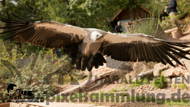 IMG_9872 | pixelsammlung - Realisiert mit Pictrs.com