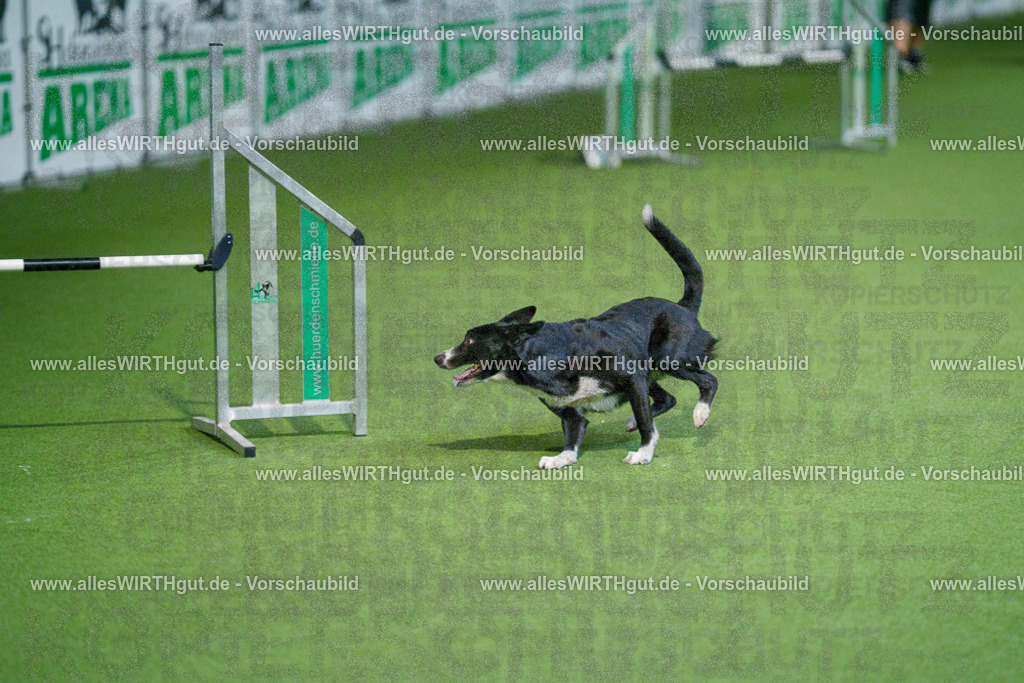 @allesWIRTHgut_Tierfotografie - www.allesWIRTHgut.de - 2604250813-7R505818 | Professionelle Tierfotografie in Mönchengladbach von Daniel Wirth (allesWIRTHgut). Liebevolle & natürliche Bilder von Hunden & Katzen für unvergessliche Erinnerungen.