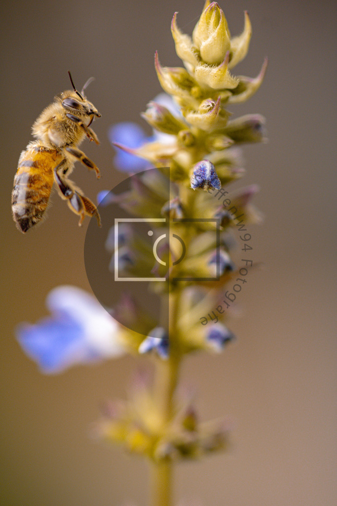 Wandbild Biene beim Abflug  | Ich bin Fotograf und auf meiner Webseite hast du die Möglichkeit meine fotografie als Wandbilder druckfertig für dein Zuhause zu bestellten. - Realisiert mit Pictrs.com