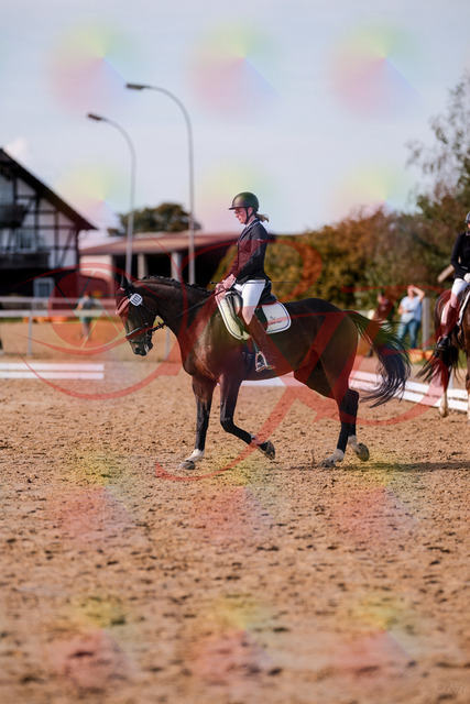 2026_10_03_Siefer-Hof_132604_Z81_78640005 | Professionelle Reitsport-, Turnier- und Eventfotografie von Robert Broda. Galerien mit ausgewählten und bearbeiteten Bildern direkt online ansehen und bestellen.