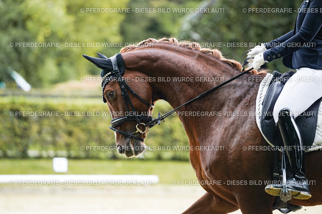 DSC06912 | Pferdegrafie