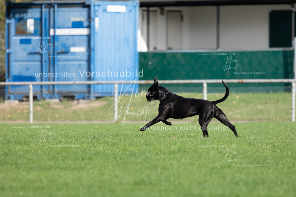 _16A5604 | Einzigartige Fotos von Hunden & Menschen –Actionfotos, Portraits, Vereinsaufnahmen & Paarshootings – authentisch, lebendig & mit Herz.