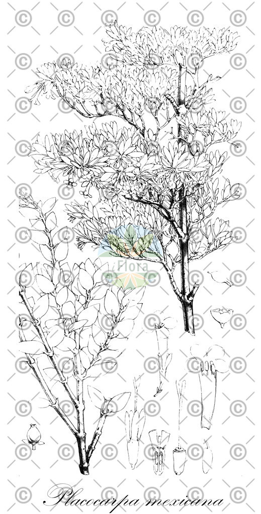 HistAbb_wfo-0001216036_1_ENZY_Simple | Historische Abbildung von Placocarpa mexicana - Rubiaceae | Historical Illustration of Placocarpa mexicana - Rubiaceae