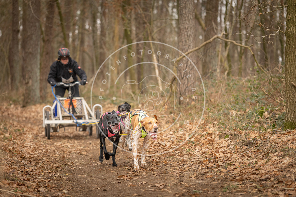 Pfotenfotografie_DV3A8788 | Hundefotografie, Tierfotograf, Pfotenfotografie, Fotoshooting Hund, Hunde Portrait, Hundesport, Hundeportraits, Heideshooting, Hunde, Sportfotograf, Hundefotograf, Turnierhundsport, THS,  - Realisiert mit Pictrs.com