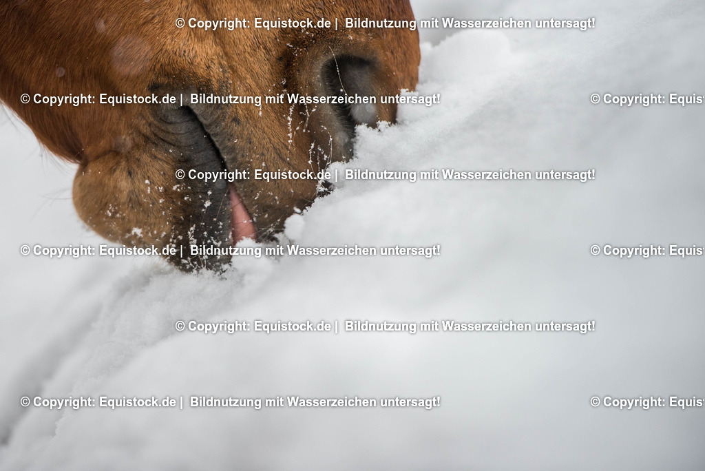 TS_20180217_Schneenase_0001 | Foto: Thomas Hartig