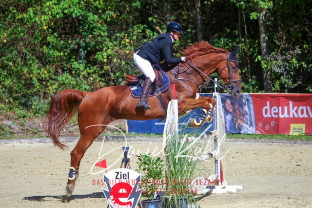 DKP43183 | Deine Turnierfotos vom Reitturnier online kaufen: Dressur, Springen & Siegerehrung. Professionelle Pferdefotografie aus dem Rheinland – als Download & Print.Alternative: Turnierfotograf für den Pferdesport: Finde deine Fotos von Dressur- und Springturnier