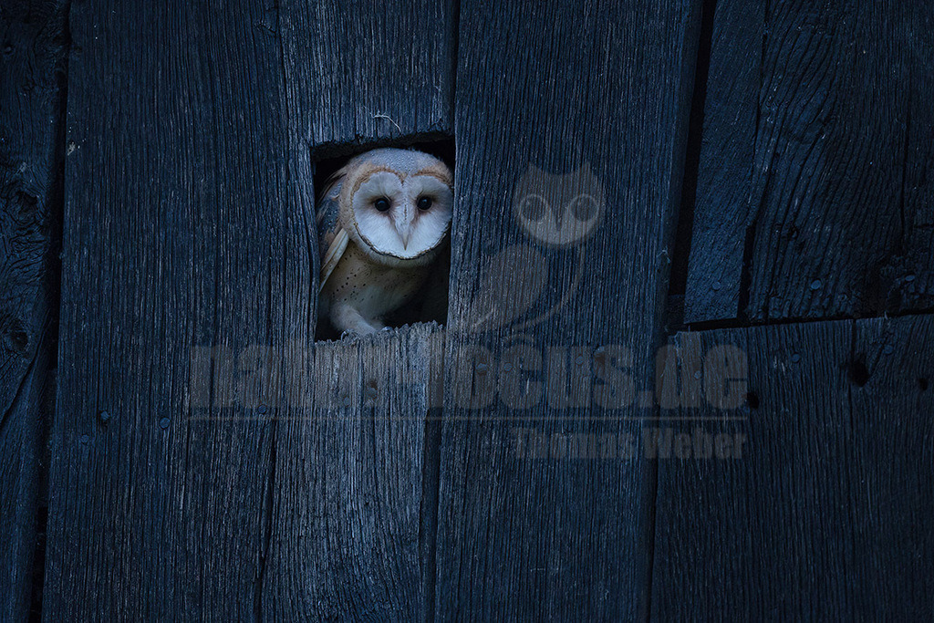 R6NF0641_20240701 | Die Schleiereule ist durch ihren meist hellen, herzförmigen Gesichtsschleier unverwechselbar; diesem verdankt sie letztlich ihren deutschen Namen. Im Unterschied zu den meisten Eulenarten sind die Augen der Schleiereule eher klein, leicht schräg gestellt und von dunklem Schwarzbraun. Mit ca. 34 cm entspricht die Schleiereule etwa der Größe einer Haustaube; Gewicht im Mittel 315-340g. Die Gefiederfärbung der Oberseite ist grau mit vielen kleinen schwarz-weißen Tropfenflecken, die der Unterseite rein-weiß bis gelbbraun mit kleinen, dunkelbraunen Tüpfeln, deren Anzahl und Dichte individuell stark variieren.  - Realisiert mit Pictrs.com