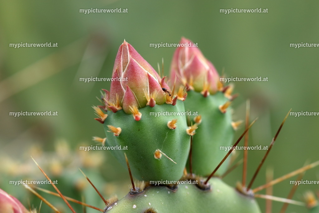 Feigenkaktus-005 | Das Bilderarchiv über Tiere, Planzen und Landschaften. In der Bilddatenbank finden Sie ein große Auswahl an hochwertigen Bilder für Ihre Werbung - Realisiert mit Pictrs.com