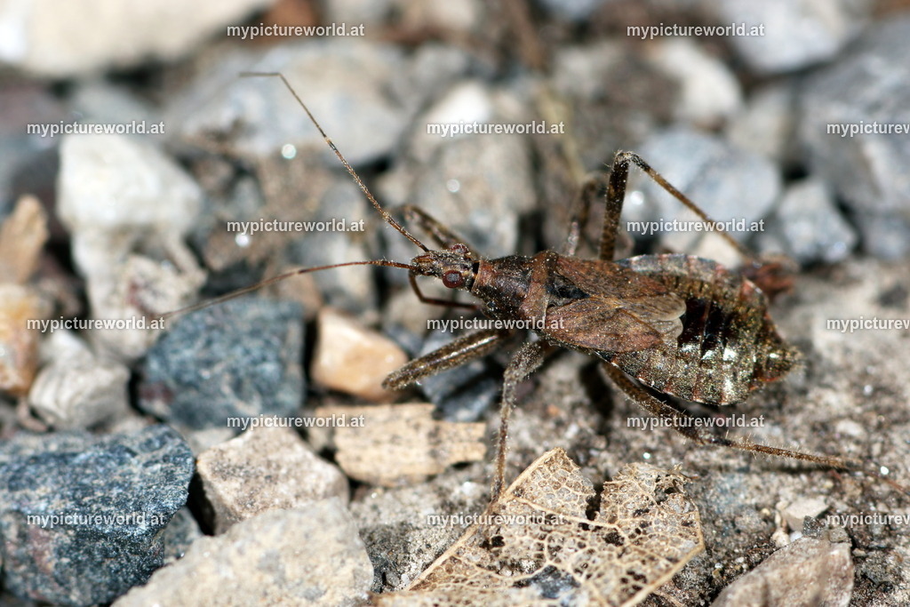 Himacerus mirmicoides-002 | Das Bilderarchiv über Tiere, Planzen und Landschaften. In der Bilddatenbank finden Sie ein große Auswahl an hochwertigen Bilder für Ihre Werbung - Realized with Pictrs.com