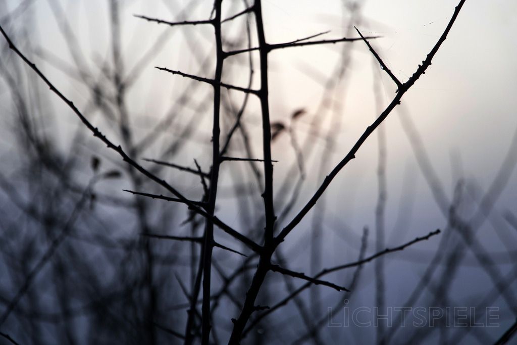 Zeit | Zweige im Winterlicht - Realisiert mit Pictrs.com
