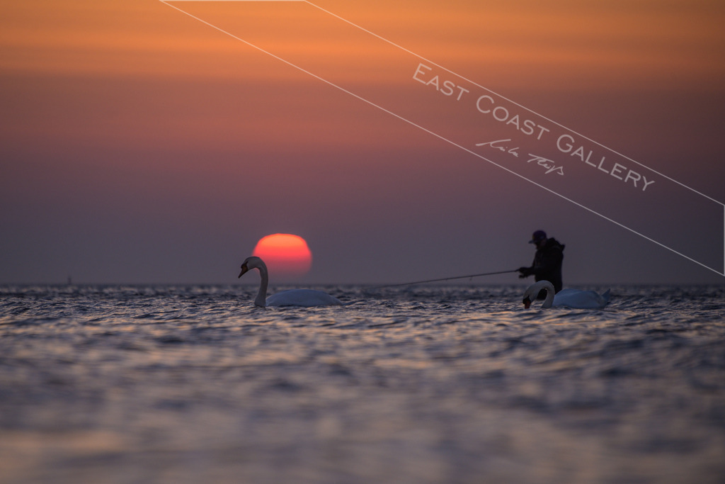 Ride a white Swan | EastCoastGallery - Realisiert mit Pictrs.com