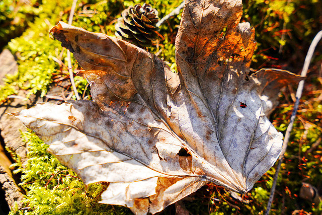 20260503-- Verfallenes Blatt mit Moose-2 | Natur-Zyklus &amp; grüne Erneuerung. PRIVAT: Überall wo du Naturverbindung brauchstWohnzimmer • Yoga-Zimmer • Meditationsraum • Naturzimmer • Designbüro B2B: Yoga-Studios, Wellness-Center, Naturzentren, Therapiepraxen, Meditationszentren WELLNESS: Natur-Zyklus &amp; Erneuerung, Biologische Harmonie, Waldboden-Heilung &amp; Erdung - Realisiert mit Pictrs.com