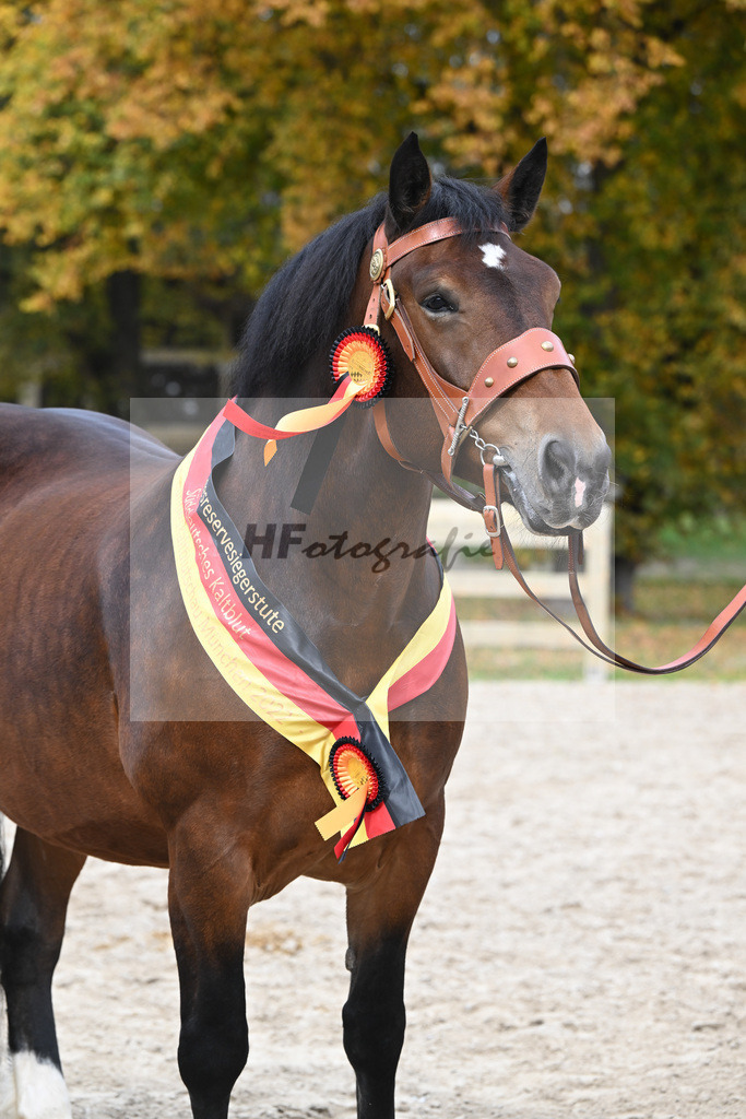 Kat-Nr. 76 Pipa_Gasteiger_53223633 | hf-fotografie - Realisiert mit Pictrs.com