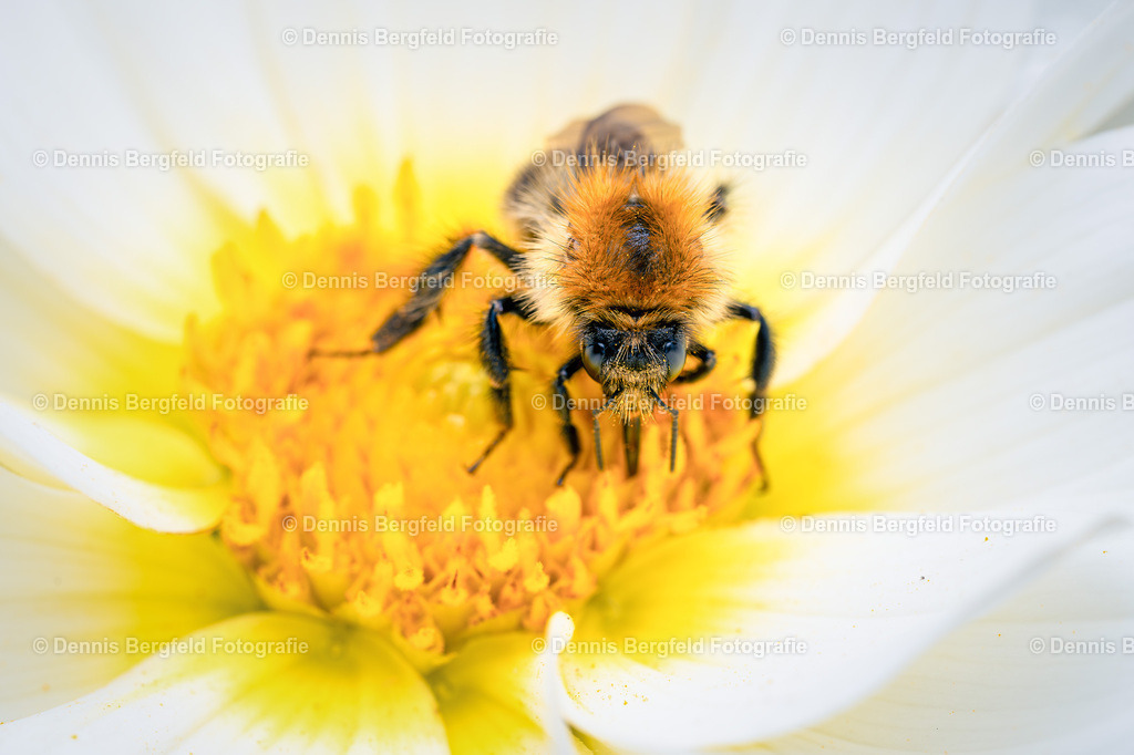 Hummel auf Blüte 2 | Entdecken Sie Natur, Makro und Tierfotografie von Dennis Bergfeld.Besondere Momente und Details der Natur, hochwertig als Foto und Wandbild erhältlich. - Realisiert mit Pictrs.com