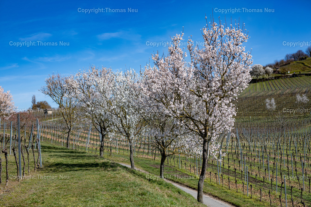 Mandelbluete-Bergstrasse-Weinberge-Fruehling-hessische-bergstrasse-Bensheim-Heppenheim-Fotografie-Thomas_neu-1256 | Die Mandelblüte an der Hessischen Bergstraße gehört zu den schönsten Frühlingsmomenten der Region. Ein blühender Mandelbaum steht oberhalb der Weinberge zwischen Bensheim und Heppenheim und bietet einen weiten Blick über die Rebenlandschaft.  Die Kombination aus blühenden Mandelbäumen, Weinbergen und der sanften Landschaft der Bergstraße macht diese Szene zu einem typischen Motiv des Frühlings in Südhessen.,Bild: Thomas Neu