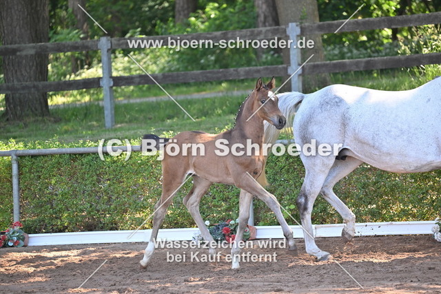 19_Quaterback - Belantis I_758_8239 | Björn Schroeder Pferdefotografie